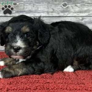 Pitt, Mini Bernedoodle Puppy